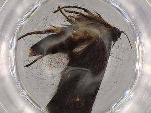  (geleBioLep01 BioLep4503 - BIOUG72817-F03)  @11 [ ] CreativeCommons - Attribution (2021) Centre for Biodiversity Genomics Centre for Biodiversity Genomics