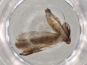  ( - BIOUG72817-G04)  @11 [ ] CreativeCommons - Attribution (2021) Centre for Biodiversity Genomics Centre for Biodiversity Genomics