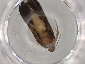  (gelMalaise01 Malaise1379 - BIOUG72817-G08)  @11 [ ] CreativeCommons - Attribution (2021) Centre for Biodiversity Genomics Centre for Biodiversity Genomics