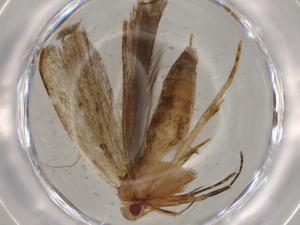  ( - BIOUG72817-G10)  @11 [ ] CreativeCommons - Attribution (2021) Centre for Biodiversity Genomics Centre for Biodiversity Genomics