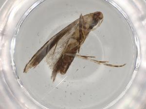  ( - BIOUG72817-G12)  @11 [ ] CreativeCommons - Attribution (2021) Centre for Biodiversity Genomics Centre for Biodiversity Genomics