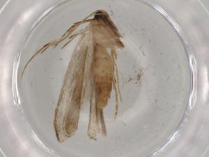  ( - BIOUG72818-C07)  @11 [ ] CreativeCommons - Attribution (2021) Centre for Biodiversity Genomics Centre for Biodiversity Genomics