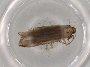  ( - BIOUG72818-D08)  @11 [ ] CreativeCommons - Attribution (2021) Centre for Biodiversity Genomics Centre for Biodiversity Genomics