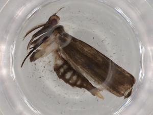  ( - BIOUG72818-D09)  @11 [ ] CreativeCommons - Attribution (2021) Centre for Biodiversity Genomics Centre for Biodiversity Genomics