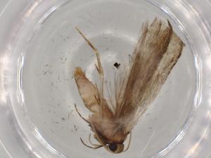  ( - BIOUG72818-D10)  @11 [ ] CreativeCommons - Attribution (2021) Centre for Biodiversity Genomics Centre for Biodiversity Genomics