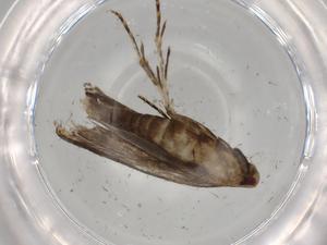  ( - BIOUG72818-D12)  @11 [ ] CreativeCommons - Attribution (2021) Centre for Biodiversity Genomics Centre for Biodiversity Genomics