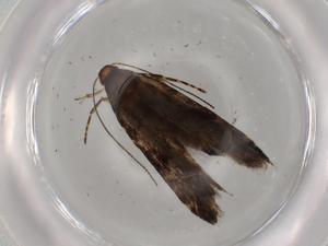  (gelMalaise01 Malaise9981 - BIOUG72818-E05)  @11 [ ] CreativeCommons - Attribution (2021) Centre for Biodiversity Genomics Centre for Biodiversity Genomics