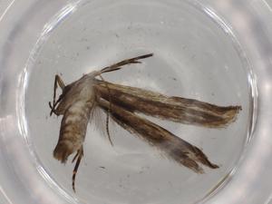  ( - BIOUG72818-F06)  @11 [ ] CreativeCommons - Attribution (2021) Centre for Biodiversity Genomics Centre for Biodiversity Genomics