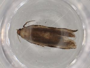  ( - BIOUG72818-F08)  @11 [ ] CreativeCommons - Attribution (2021) Centre for Biodiversity Genomics Centre for Biodiversity Genomics