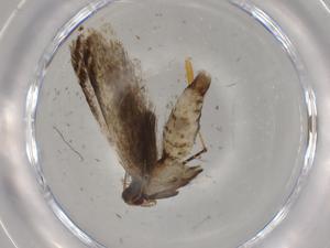  ( - BIOUG72818-G03)  @11 [ ] CreativeCommons - Attribution (2021) Centre for Biodiversity Genomics Centre for Biodiversity Genomics