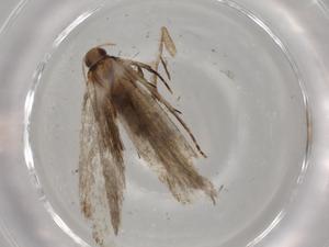  ( - BIOUG72818-G07)  @11 [ ] CreativeCommons - Attribution (2021) Centre for Biodiversity Genomics Centre for Biodiversity Genomics