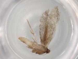  ( - BIOUG72843-H06)  @11 [ ] CreativeCommons - Attribution (2021) Centre for Biodiversity Genomics Centre for Biodiversity Genomics