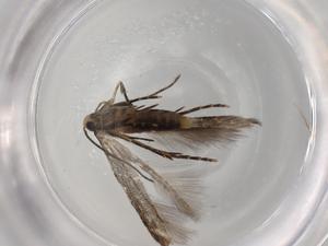  ( - BIOUG72843-H09)  @11 [ ] CreativeCommons - Attribution (2021) Centre for Biodiversity Genomics Centre for Biodiversity Genomics