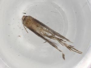  ( - BIOUG73306-H09)  @11 [ ] CreativeCommons - Attribution (2021) Centre for Biodiversity Genomics Centre for Biodiversity Genomics