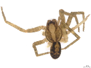  (Kiekie montanense - BIOUG55283-C02)  @13 [ ] CreativeCommons - Attribution (2022) CBG Photography Group Centre for Biodiversity Genomics