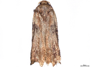  ( - BIOUG63931-E03)  @11 [ ] CreativeCommons - Attribution (2022) CBG Photography Group Centre for Biodiversity Genomics