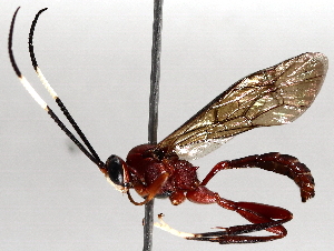  ( - BIOUG64000-H02)  @13 [ ] CreativeCommons - Attribution (2021) CBG Photography Group Centre for Biodiversity Genomics