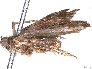  ( - BIOUG70363-A07)  @11 [ ] CreativeCommons - Attribution (2022) CBG Photography Group Centre for Biodiversity Genomics