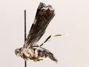  (gelMalaise01 Malaise8438 - BIOUG71246-G02)  @11 [ ] CreativeCommons - Attribution (2021) Centre for Biodiversity Genomics Centre for Biodiversity Genomics