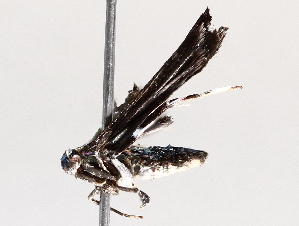  (gelMalaise01 Malaise9803 - BIOUG71246-G05)  @11 [ ] CreativeCommons - Attribution (2021) Centre for Biodiversity Genomics Centre for Biodiversity Genomics