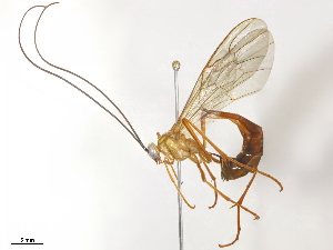  ( - BIOUG71248-B12)  @11 [ ] CreativeCommons - Attribution (2021) CBG Photography Group Centre for Biodiversity Genomics