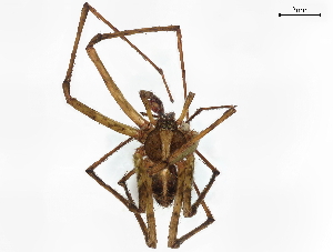  (Phymatoctenus - BIOUG71248-H09)  @14 [ ] CreativeCommons - Attribution (2021) CBG Photography Group Centre for Biodiversity Genomics