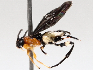  (Hypomicrogaster Malaise1714 - BIOUG71247-D06)  @11 [ ] CreativeCommons - Attribution (2021) CBG Photography Group Centre for Biodiversity Genomics