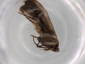  ( - BIOUG71800-H03)  @11 [ ] CreativeCommons - Attribution (2021) Centre for Biodiversity Genomics Centre for Biodiversity Genomics