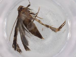  ( - BIOUG72282-C08)  @11 [ ] CreativeCommons - Attribution (2021) Centre for Biodiversity Genomics Centre for Biodiversity Genomics