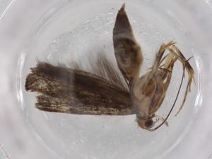  ( - BIOUG72282-D02)  @11 [ ] CreativeCommons - Attribution (2021) Centre for Biodiversity Genomics Centre for Biodiversity Genomics