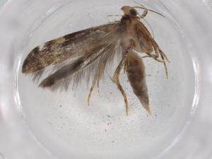  ( - BIOUG72282-D03)  @11 [ ] CreativeCommons - Attribution (2021) Centre for Biodiversity Genomics Centre for Biodiversity Genomics