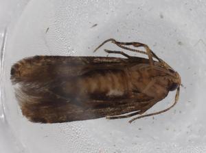  ( - BIOUG72282-D06)  @11 [ ] CreativeCommons - Attribution (2021) Centre for Biodiversity Genomics Centre for Biodiversity Genomics