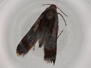  ( - BIOUG72400-C03)  @11 [ ] CreativeCommons - Attribution (2021) Centre for Biodiversity Genomics Centre for Biodiversity Genomics