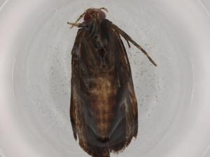  (Anacampsis BioLep6495 - BIOUG72400-C05)  @11 [ ] CreativeCommons - Attribution (2021) Centre for Biodiversity Genomics Centre for Biodiversity Genomics