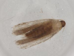  ( - BIOUG72400-C08)  @11 [ ] CreativeCommons - Attribution (2021) Centre for Biodiversity Genomics Centre for Biodiversity Genomics