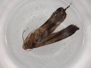  ( - BIOUG72400-D01)  @11 [ ] CreativeCommons - Attribution (2021) Centre for Biodiversity Genomics Centre for Biodiversity Genomics