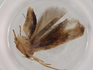  (Aristotelia BioLe5703 - BIOUG72400-D08)  @11 [ ] CreativeCommons - Attribution (2021) Centre for Biodiversity Genomics Centre for Biodiversity Genomics