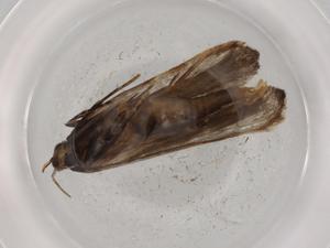  ( - BIOUG72400-D09)  @11 [ ] CreativeCommons - Attribution (2021) Centre for Biodiversity Genomics Centre for Biodiversity Genomics