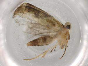  (gelMalaise01 Malaise9257 - BIOUG72400-F01)  @11 [ ] CreativeCommons - Attribution (2021) Centre for Biodiversity Genomics Centre for Biodiversity Genomics