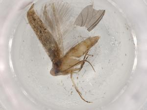  ( - BIOUG72419-C11)  @11 [ ] CreativeCommons - Attribution (2021) Centre for Biodiversity Genomics Centre for Biodiversity Genomics