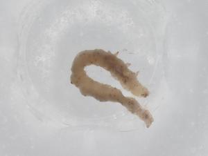  ( - BIOUG72422-F06)  @11 [ ] CreativeCommons - Attribution (2021) Centre for Biodiversity Genomics Centre for Biodiversity Genomics