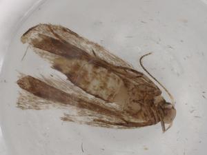  ( - BIOUG72437-A11)  @11 [ ] CreativeCommons - Attribution (2021) Centre for Biodiversity Genomics Centre for Biodiversity Genomics