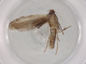  ( - BIOUG72437-B11)  @11 [ ] CreativeCommons - Attribution (2021) Centre for Biodiversity Genomics Centre for Biodiversity Genomics