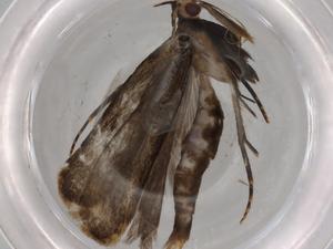  ( - BIOUG72437-D10)  @11 [ ] CreativeCommons - Attribution (2021) Centre for Biodiversity Genomics Centre for Biodiversity Genomics