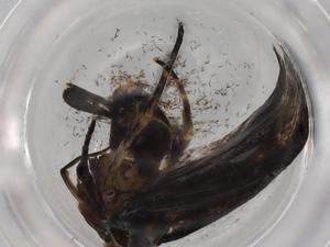  ( - BIOUG72634-F07)  @11 [ ] CreativeCommons - Attribution (2021) Centre for Biodiversity Genomics Centre for Biodiversity Genomics