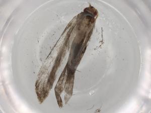  (gelMalaise01 Malaise3541 - BIOUG72634-G01)  @11 [ ] CreativeCommons - Attribution (2021) Centre for Biodiversity Genomics Centre for Biodiversity Genomics