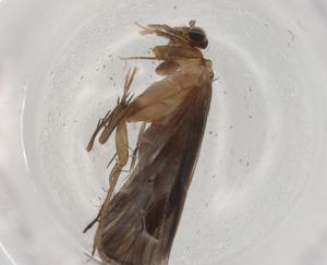  ( - BIOUG72727-G11)  @11 [ ] CreativeCommons - Attribution (2021) Centre for Biodiversity Genomics Centre for Biodiversity Genomics