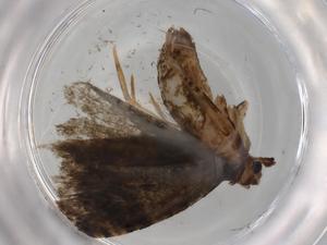  ( - BIOUG72864-H08)  @11 [ ] CreativeCommons - Attribution (2021) Centre for Biodiversity Genomics Centre for Biodiversity Genomics