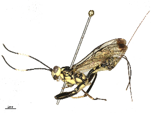  (cryptJanzen01 malaise1289 - BIOUG72901-C07)  @11 [ ] CreativeCommons - Attribution Share - Alike (2025) CBG Photography Group Centre for Biodiversity Genomics