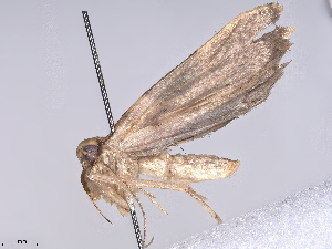  ( - BIOUG72901-H02)  @11 [ ] CreativeCommons - Attribution (2022) CBG Photography Group Centre for Biodiversity Genomics